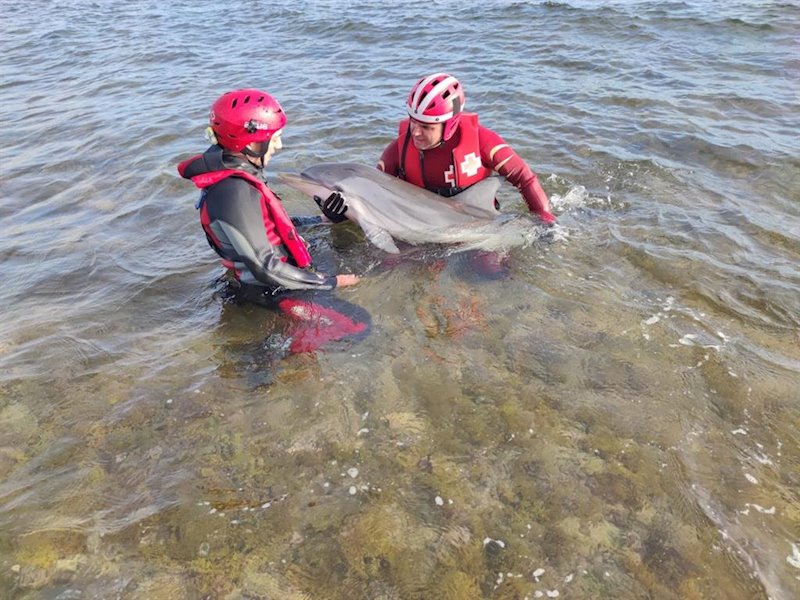 ep voluntarios de cruz roja atendiendo al delfin varado