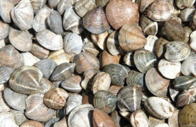 ep archivo   chirlas 20251222104811