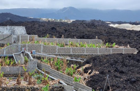 ep archivo cultivos de platanera que resultaron afectados por la lava en la isla de la palma ep archivo cultivos de platanera que resultaron afectados por la lava en la isla de la palma