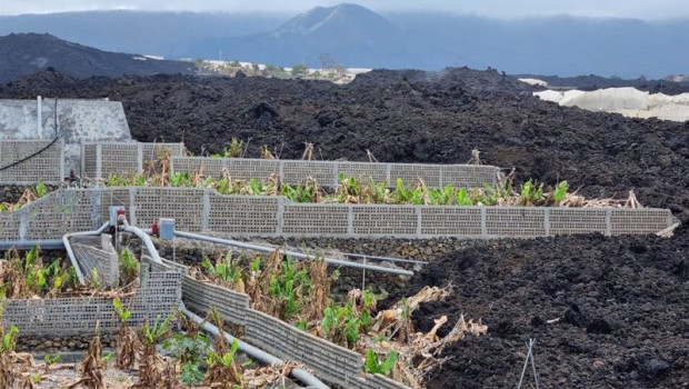 ep archivo   cultivos de platanera que resultaron afectados por la lava en la isla de la palma