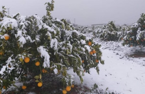 ep campo de naranjos nevado en vallada