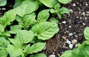 ep plantas