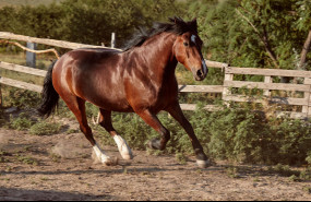 pienso ecologico caballos 