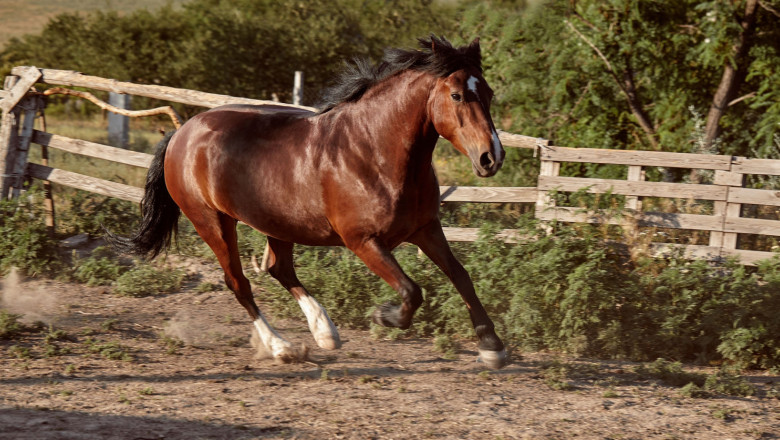 pienso ecologico caballos 