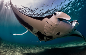 pura vida diving 
