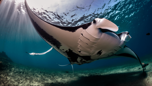 pura vida diving 
