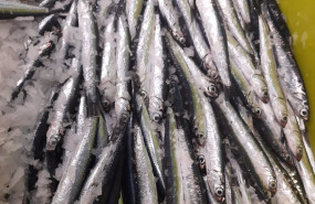 ep archivo   bocartes de los que se elabora la anchoa