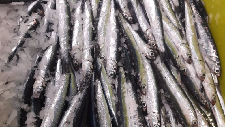 ep archivo bocartes de los que se elabora la anchoa ep archivo bocartes de los que se elabora la anchoa