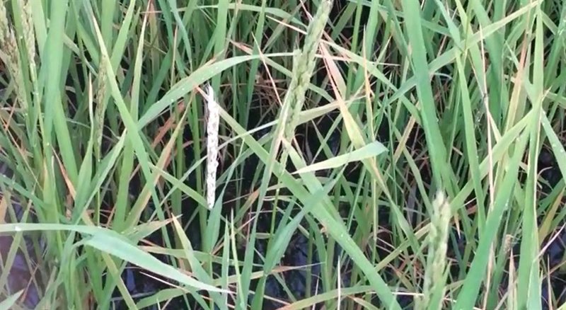 ep archivo   granos de arroz quemados por la pyricularia