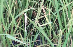 ep archivo   granos de arroz quemados por la pyricularia