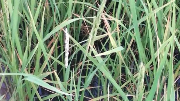 ep archivo   granos de arroz quemados por la pyricularia