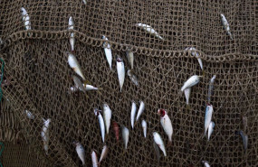 ep archivo   materiales de pesca en el puerto de arenys a 11 de diciembre de 2024 en arenys de mar