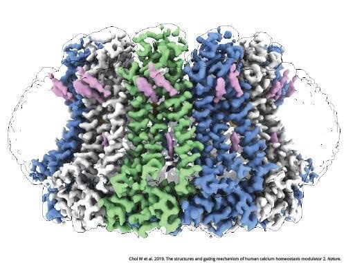 La estructura de nivel casi atómico del modulador de la homeostasis del calcio 2, una proteína que desempeña un papel en el procesamiento del sabor y la mitigación de la toxicidad en las células cerebrales. | VAN ANDEL INSTITUTE ep la estructura de nivel casi atomico del modulador de la homeostasis del calcio 2 una proteina que