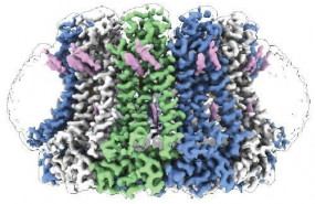 ep la estructura de nivel casi atomico del modulador de la homeostasis del calcio 2 una proteina que