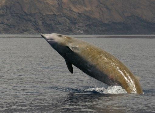 Mar de las Calmas El Hierro | EQUO ep marlas calmashierro