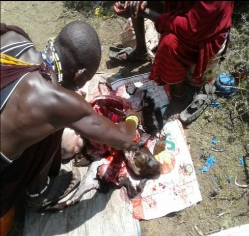 ep personas del africa subsahariana que consumen regularmente carne de animales silvestres de dos a
