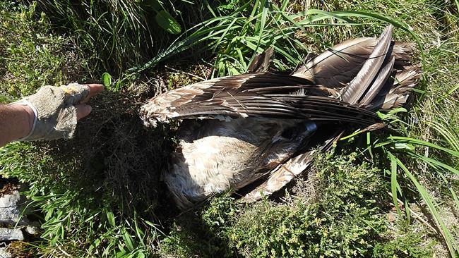 ep quebrantahuesos hallado muerto