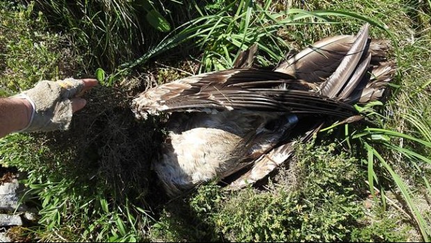 ep quebrantahuesos hallado muerto