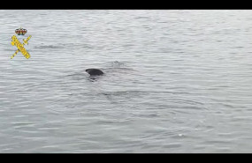 ep tiburon peregrino avistado por la guardia civil