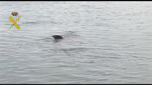 ep tiburon peregrino avistado por la guardia civil