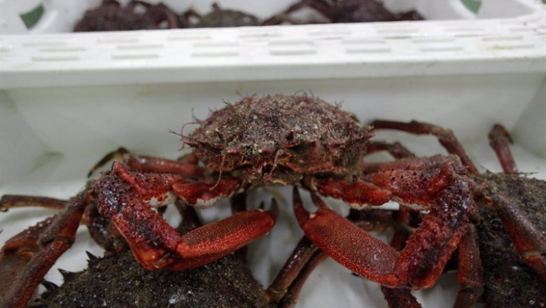 Un centollo en la lonja de Burela, a 15 de diciembre de 2022, en Burela, Lugo, Galicia, (España). Este año ha pasado por las rulas gallegas la menor cantidad de pescado y marisco en casi dos décadas. Esto indica que las capturas de la flota se han resenti | Carlos Castro - Europa Press ep un centollo en la lonja de burela a 15 de diciembre de 2022 en burela lugo galicia espana este