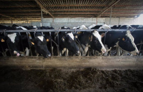 ep varias vacas durante el ordeno en la ganaderia ep varias vacas durante el ordeno en la ganaderia
