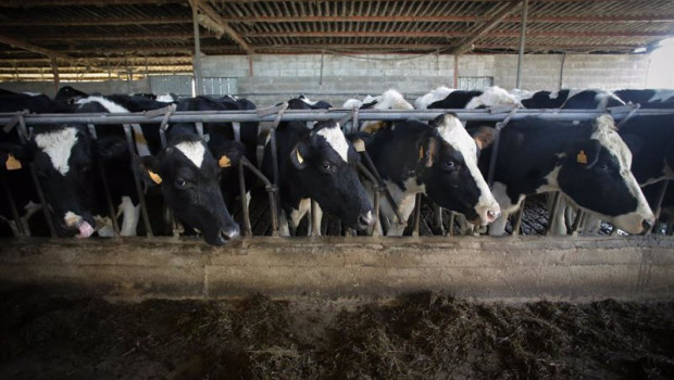 ep varias vacas durante el ordeno en la ganaderia