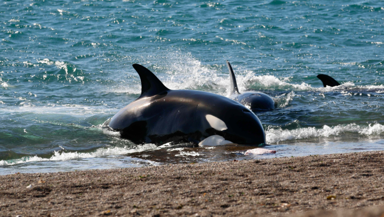 1647857494 avistaje de orcas una experiencia imperdible en pen nsula vald s 20220322105614 