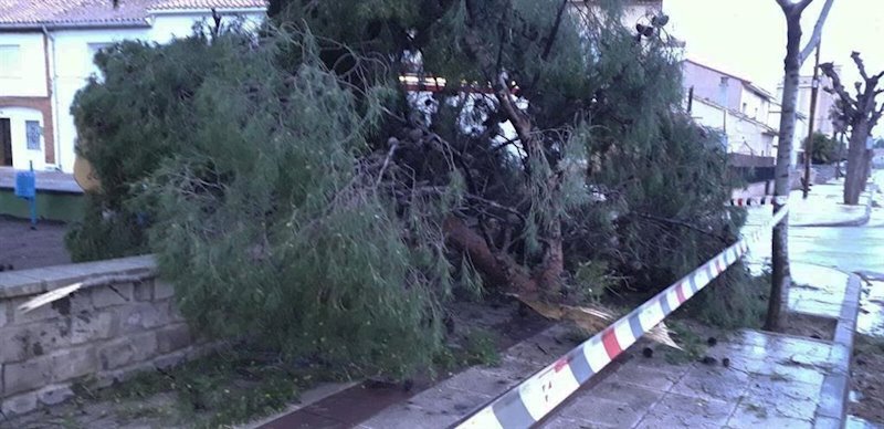 ep arbol caido a causa del viento en zaragoza