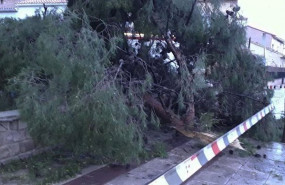 ep arbol caido a causa del viento en zaragoza