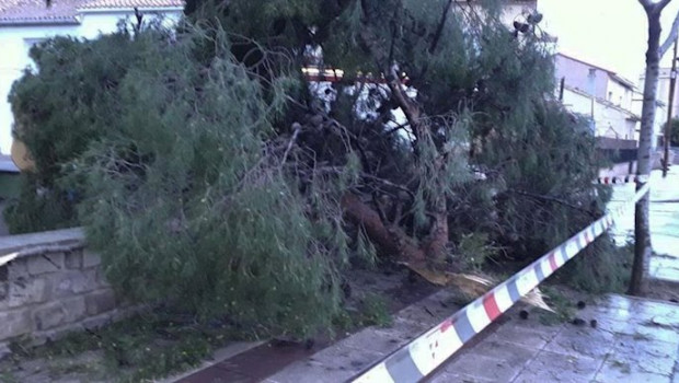 ep arbol caido a causa del viento en zaragoza