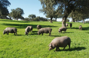 ep archivo piara de cerdos ibericos en la dehesa extremena ep archivo piara de cerdos ibericos en la dehesa extremena