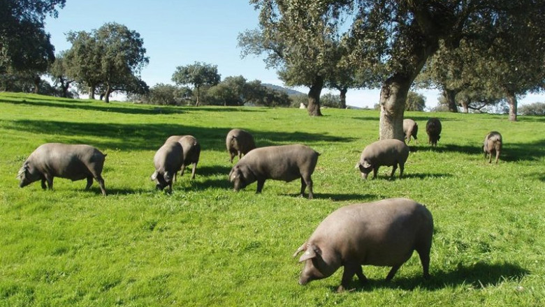 Archivo - Piara de cerdos ibéricos en la dehesa extremeña. | JUNTA DE EXTREMADURA - Archivo ep archivo piara de cerdos ibericos en la dehesa extremena