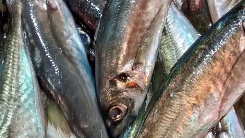Archivo - Sardina. | MINISTERIO DE AGRICULTURA, PESCA Y ALIMENTACIÓN ep archivo sardina 20211019170903