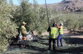 ep archivo   temporeros trabajando en la recogida de aceituna