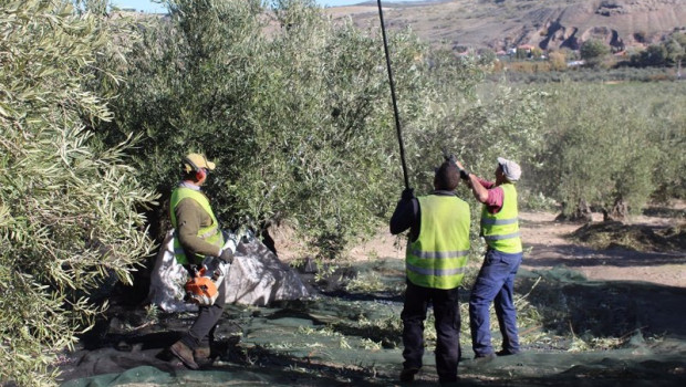 ep archivo   temporeros trabajando en la recogida de aceituna