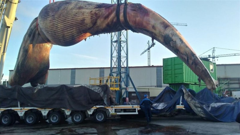 Ballena | GOBIERNO DE ASTURIAS ep ballena 20190817202304