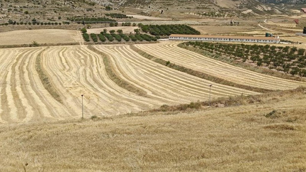 ep campo de cultivo de cereal en jaulin