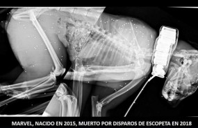 ep radiografialince fallecido