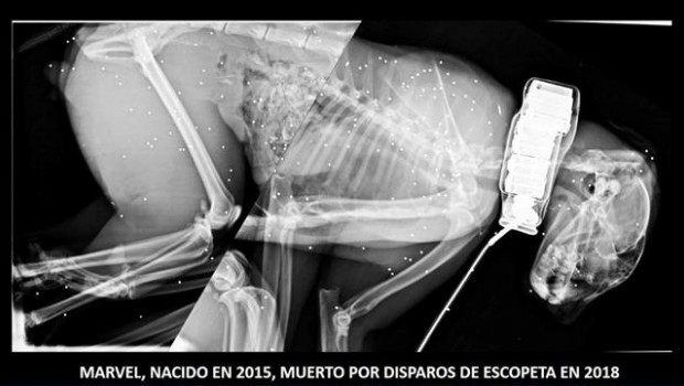 ep radiografialince fallecido