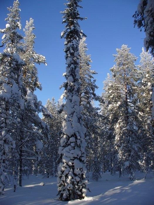 ep snow-covered boreal forest