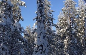 ep snow-covered boreal forest