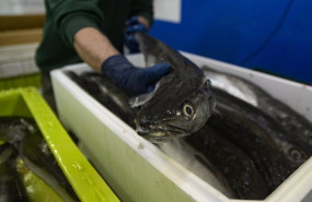 ep un operario maneja pescado en una caja en la lonja de a coruna