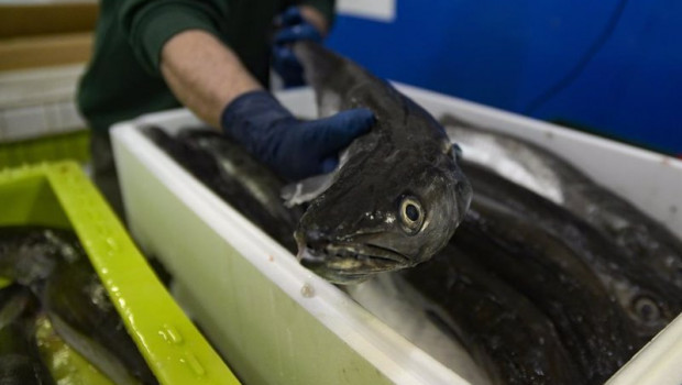 ep un operario maneja pescado en una caja en la lonja de a coruna