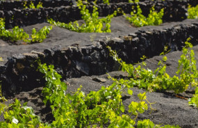 ep vinedos de bodegas el grifo