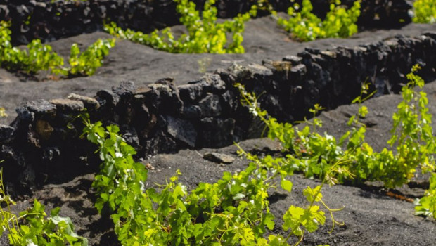 ep vinedos de bodegas el grifo