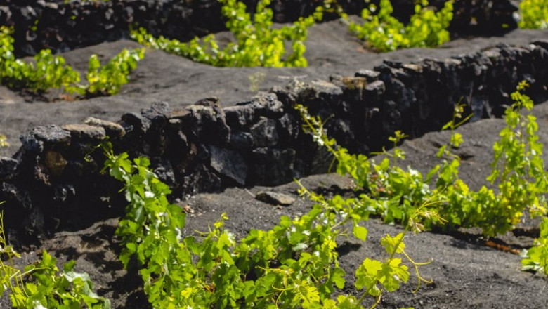 Viñedos de Bodegas El Grifo | BODEGAS EL GRIFO ep vinedos de bodegas el grifo