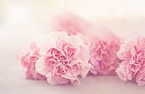 flower g37654dad7 1280