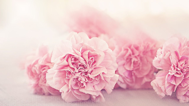 flower g37654dad7 1280