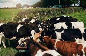 pienso ecologico para vacas 